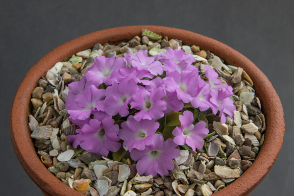 Primula allionii ?Kath Dryden?